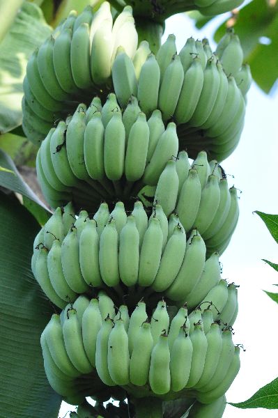  “กล้วยน้ำว้านวลจันทร์” กล้วยดี ที่ถูกลืม
