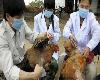 พบหญิงสูงวัยชาวจีนติดเชื้อไวรัสหวัดนกพันธุ์ใหม่รายล่าสุด
