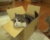 มารุ แมวชอบกล่อง ขวัญใจชาวโซเชียล 