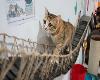  ′ไลอ้อน ซิตี้ คิตตี้′ พิพิธภัณฑ์สำหรับทาสแมว!