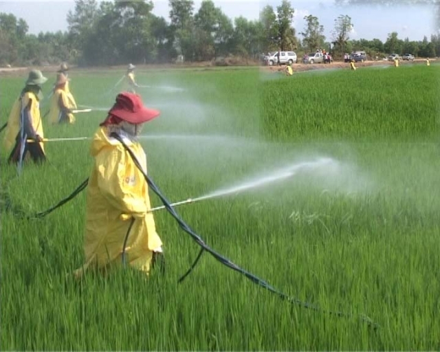 เกษตรกรไทยโดน 2 เด้ง เสี่ยงป่วย เสี่ยงตาย ตกเป็นผู้ร้าย เพราะใช้สารเคมี