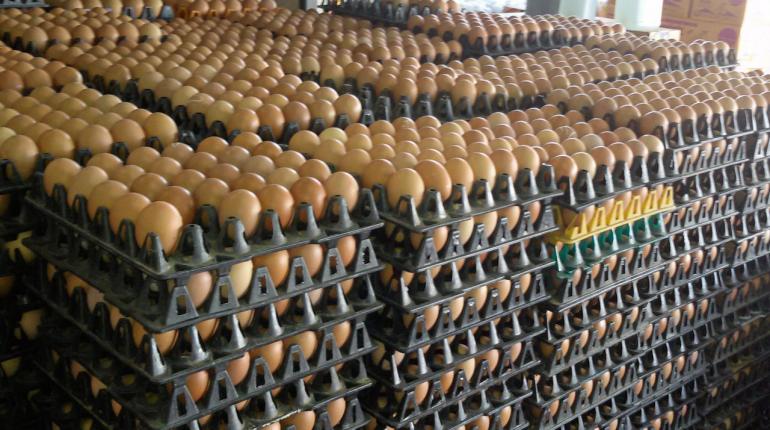 ไข่ไก่ล้นตลาด 4 ล้านฟองต่อวัน พณ. จ่อชง เอ้กบอร์ด รับมือ